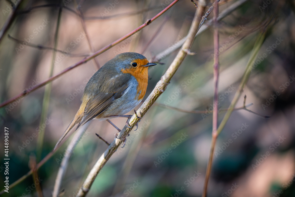 Fototapeta premium Rouge-gorge