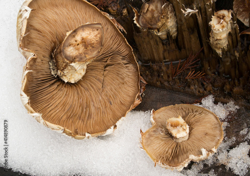 Hemipholiota populnea (Pholiota destruens) mushroom growing on a cottonwood stump, near Bull Lake, in  Lincoln County, Montana photo