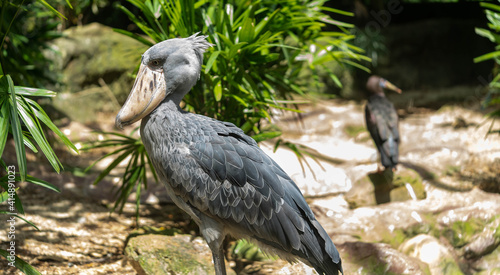 The Shoebill  Balaeniceps rex  also known as whalehead or shoe-billed stork  is a very large stork-like bird. It derives its name from its massive shoe-shaped bill.