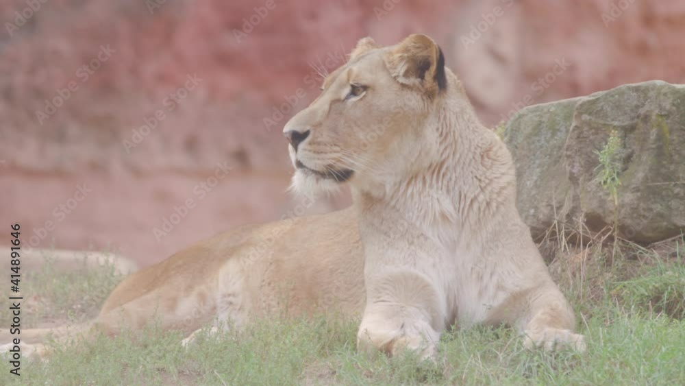 lioness relaxing lioness relaxing