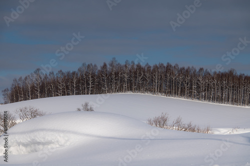冬美瑛ブルザードに塗られた樹々の丘