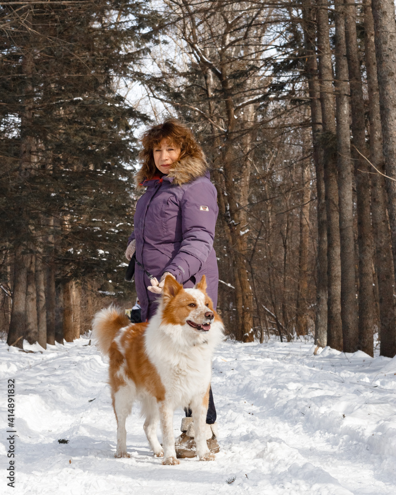 Adult woman is walking with red big dog. Winter park. Dogs training Adult woman is walking with red big dog. Winter park. Dogs training