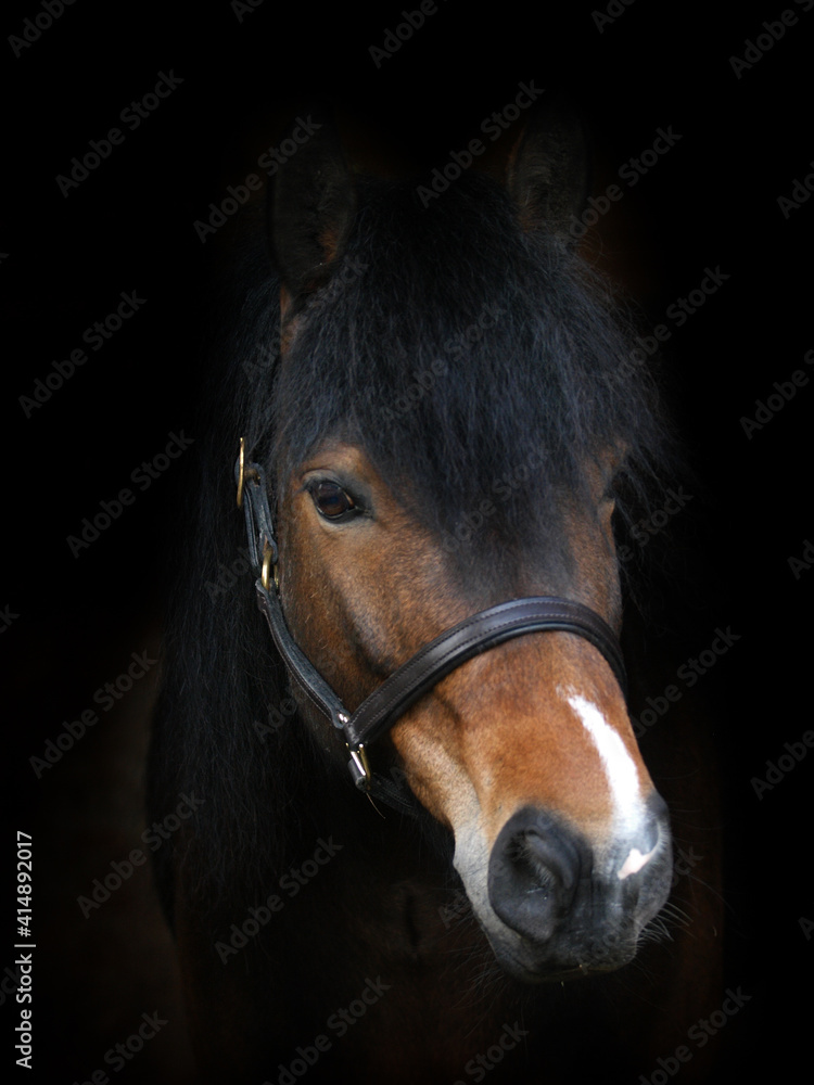 Fototapeta premium Bay Pony Headshot