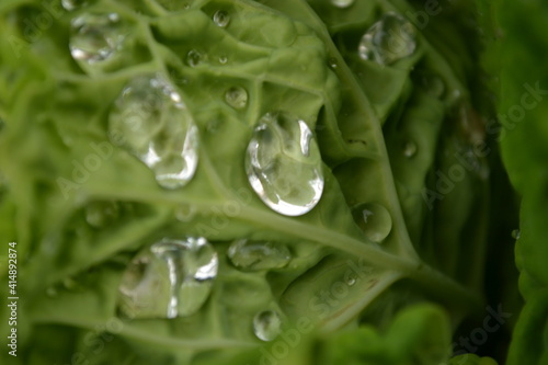 Cabbage leaves sprinkled with morning dew, Novi Sad, Serbia 