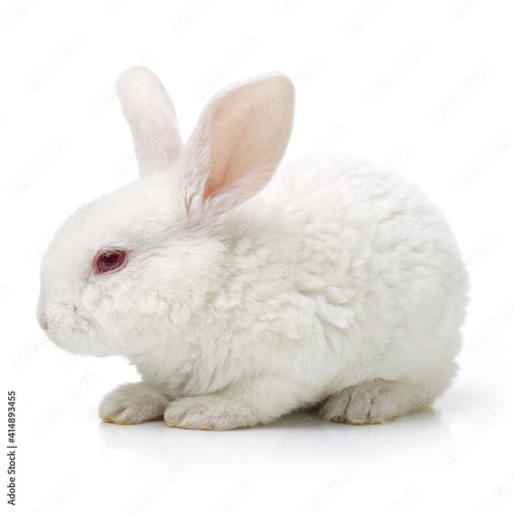 white rabbit on white background white rabbit on white background