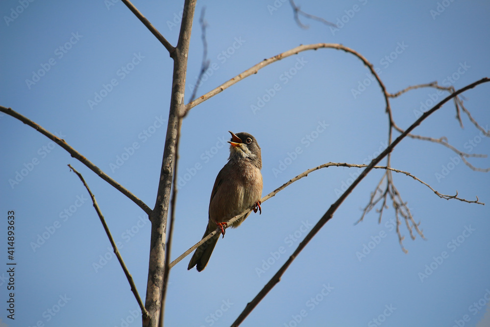 Male Sardinian warbler (Sylvia melanocephala) while singing its warning subsong (Tenerife, Spain) Male Sardinian warbler (Sylvia melanocephala) while singing its warning subsong (Tenerife, Spain)