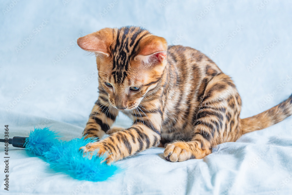 A young Bengal kitten plays with a blue fluffy toy on a white background, touches her paw.