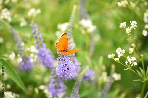 Lilac wildflowers in the meadow and a small red butterfly. Sunny beautiful summer meadow. Close-up.