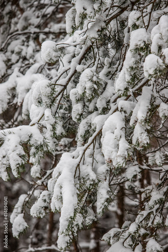 winter time in forest