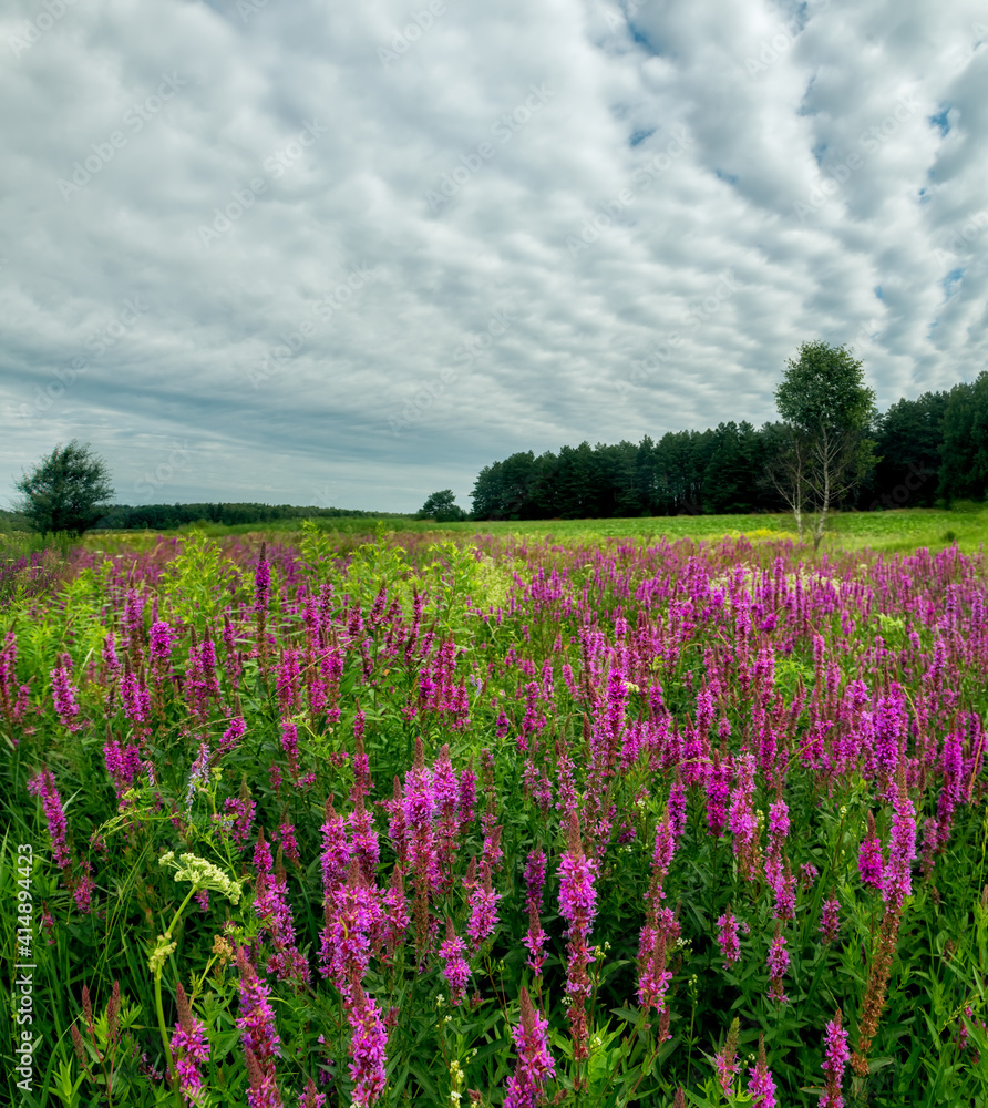 Beautiful blooming meadow with wild lilac flowers and forest in the background. summer landscape. Beautiful blooming meadow with wild lilac flowers and forest in the background. summer landscape.