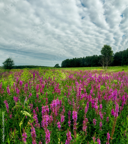 Beautiful blooming meadow with wild lilac flowers and forest in the background. summer landscape.