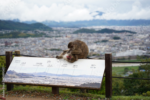 Photography Playful monkeys on handrails in the Arashiyama Monkey Park