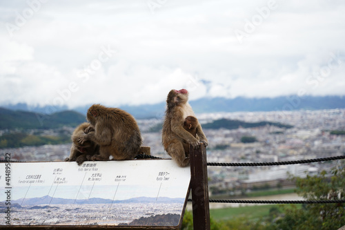Photography Playful monkeys on handrails in the Arashiyama Monkey Park