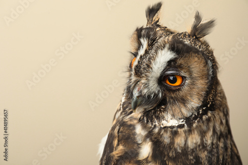 Beautiful eagle owl on beige background, space for text. Predatory bird