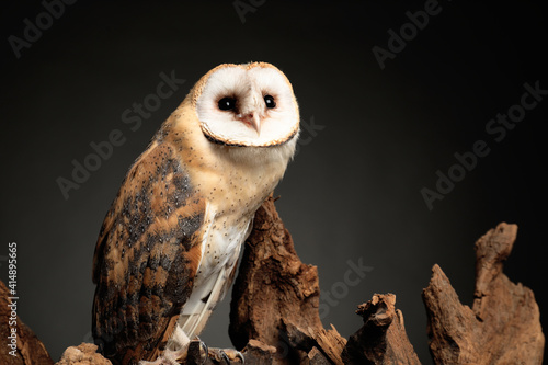 Beautiful common barn owl on tree against grey grey background