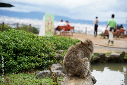 Monkey sitting on a stone next to a pond in the Arashiyama Monkey Park photo