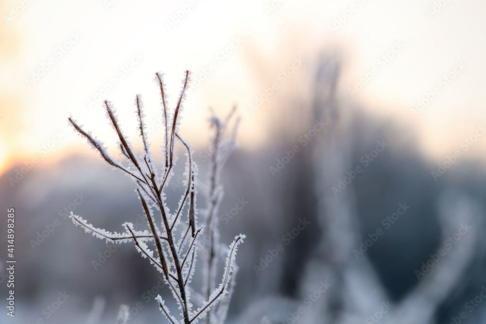 Dry plant covered with hoarfrost outdoors on winter morning, closeup. Space for text Dry plant covered with hoarfrost outdoors on winter morning, closeup. Space for text