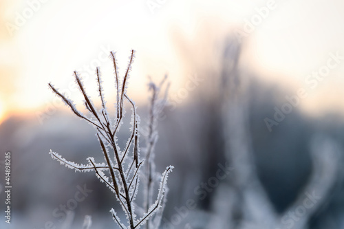 Dry plant covered with hoarfrost outdoors on winter morning, closeup. Space for text © New Africa