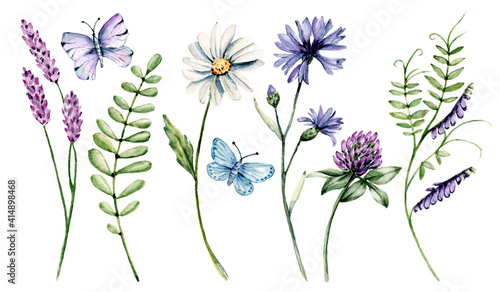 Flower set watercolor drawing. Wildflowers, butterflies. Floral illustrations. Chamomile, clover, cornflower.  © Larisa
