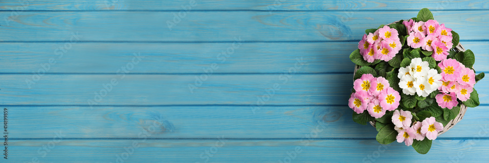 Beautiful spring primula (primrose) flowers on light blue wooden table, top view with space for text. Banner design