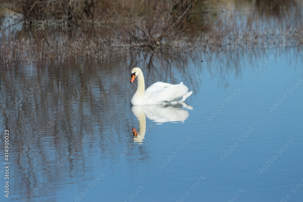 A nice lonely Mute Swan in Camargue