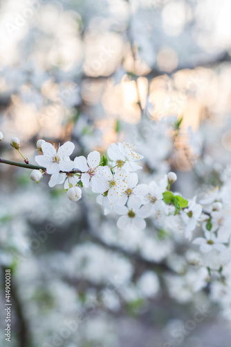 Cherry tree blossoms. White spring flowers close-up. Soft focus spring seasonal background.