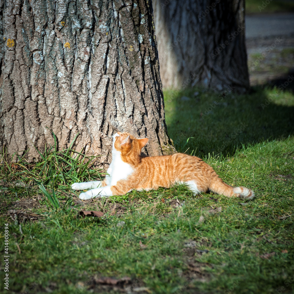 Cat kitty pussy looking for birds on a tree cute Cat kitty pussy looking for birds on a tree cute