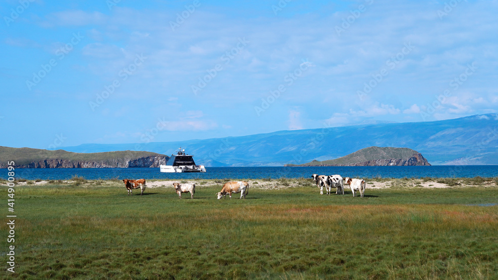 Cows graze in a meadow on the background of yacht on the water and small islands. Harmony of human and nature. European view
