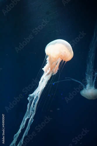 Front side view of jellyfish swimming
