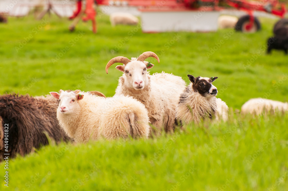 Moutons Islandais à la ferme de Keldur en Islande. Moutons Islandais à la ferme de Keldur en Islande.