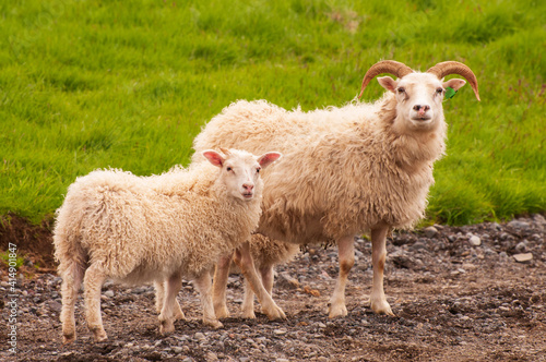 Moutons Islandais à la ferme de Keldur en Islande.