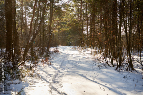 Wallpaper Mural leśna zimowa ścieżka Torontodigital.ca