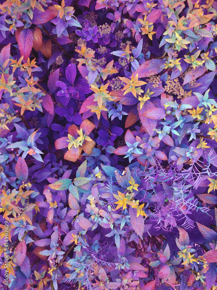 Fototapeta pink, yellow, blue and purple flowers in the garden, bright colorful foliage background