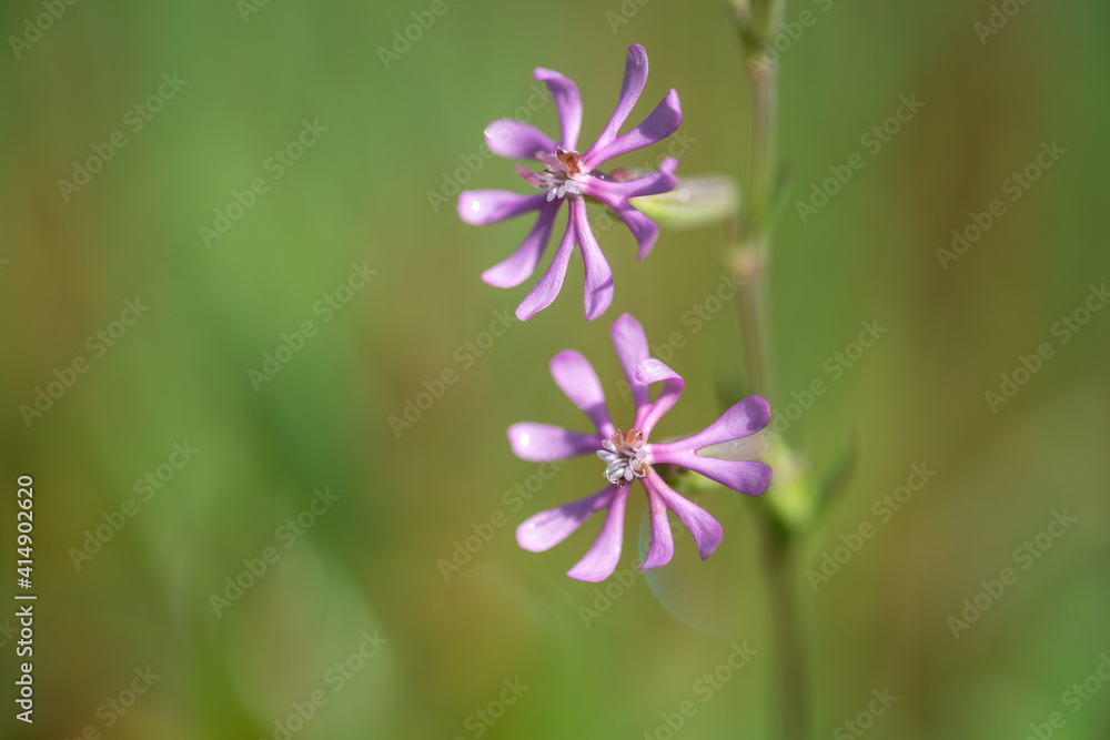Macro photo of Silene colorata, small flower in the family Caryophyllaceae