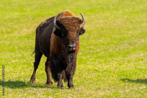 Big bison in nature..