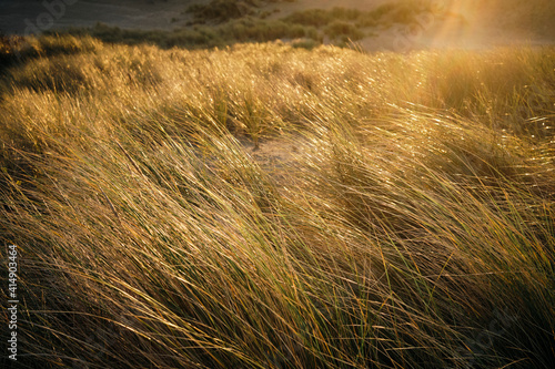 Marram grass in the dunes 