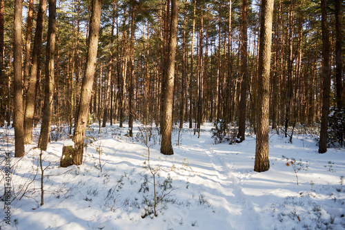 leśna zimowa ścieżka © Marcin Łazarczyk