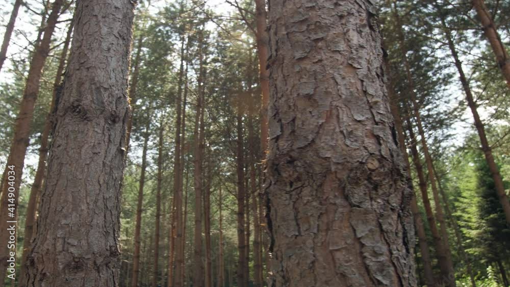 Thick pine forest in the rays of the summer sun, tree trunks, clean and fresh forest air Thick pine forest in the rays of the summer sun, tree trunks, clean and fresh forest air