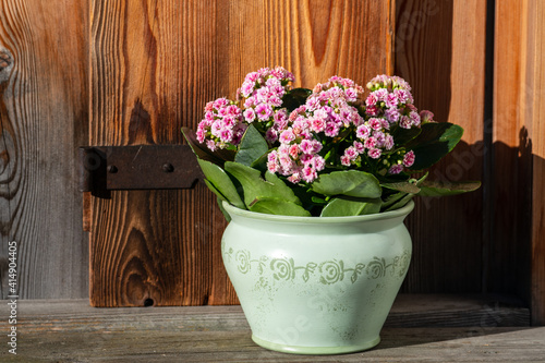 flower pot with a plant with pink blossoms and a rustic wood wall in the background