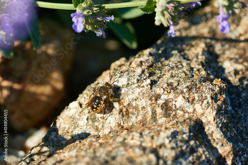 Große Wollbiene oder Garten-Wollbiene (Anthidium manicatum)	 photo