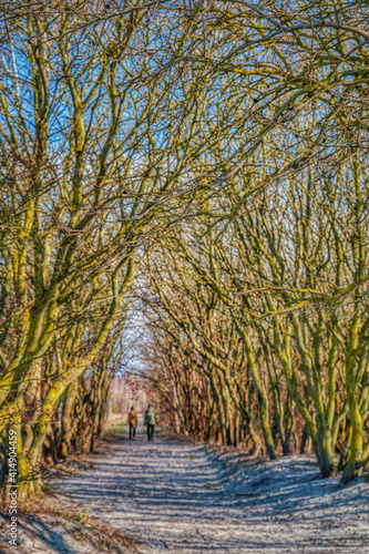 On Klagshamnsstranden leafless tree branches create a natural tunnel in the woods. An old couple fades away in the bare trees underpass or gallery as they enjoy their long life journey together photo