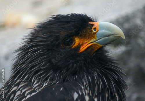 Portrait of a Steller's sea eagle © Wirestock Exclusives
