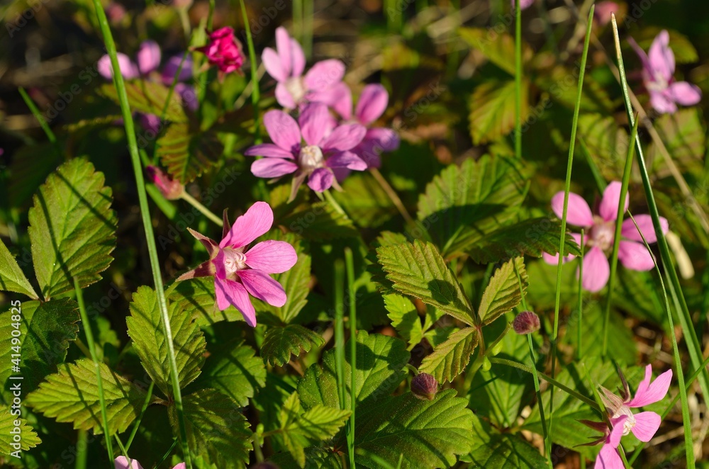 pink wildflowers in spring forest