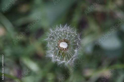 a blower with partially deflated seeds on the stem