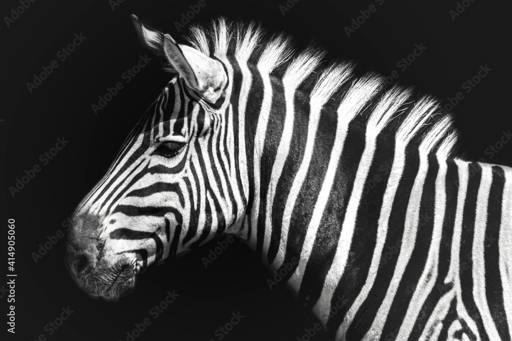 Fototapeta premium Zebra