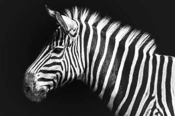 Tuinposter Zwart wit Zebra portret in close-up  © Tino
