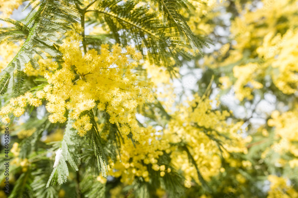 beautiful mimosa in bloom close-up beautiful mimosa in bloom close-up