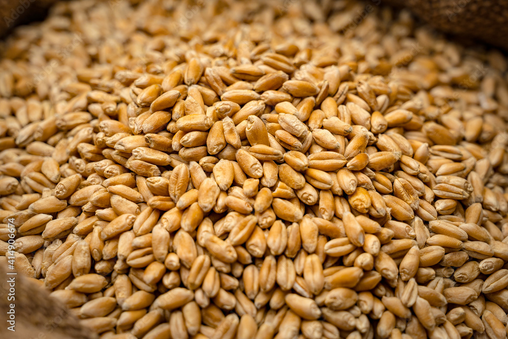Wheat grains in sack. Close-up of cereal seeds. Wheat grains in sack. Close-up of cereal seeds.