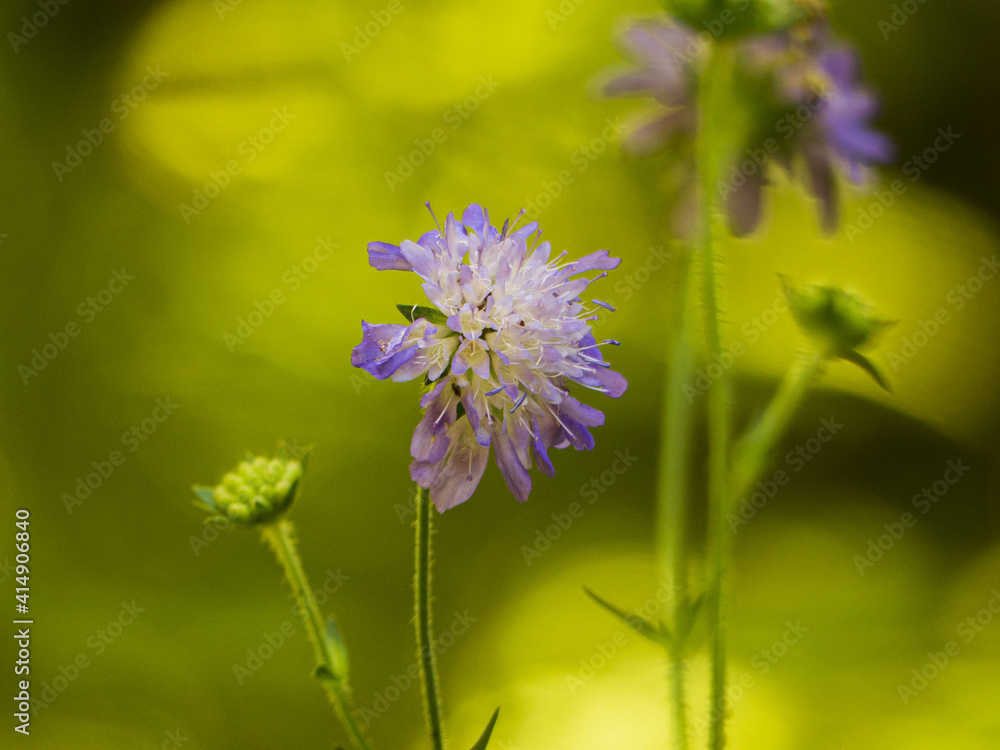 fleur mauve fleur mauve