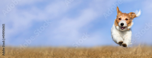 Photography Web banner of a cute happy healthy smiling pet dog puppy as running in the grass